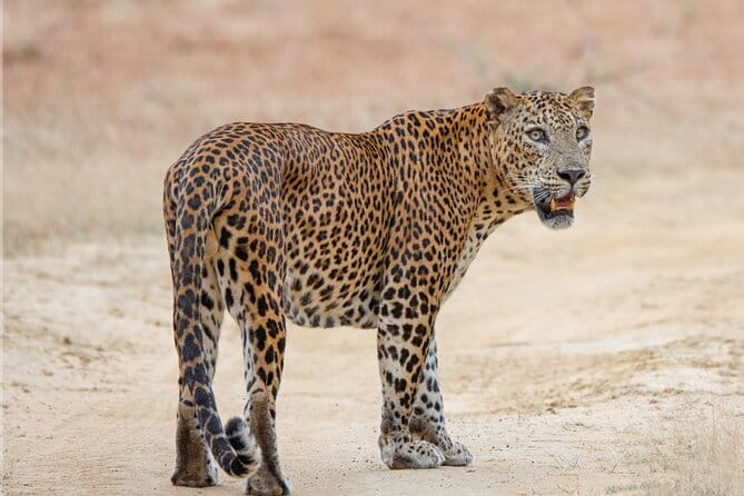 Yala Mk Safari Tour & Taxi Service - Price, inclusions, and value