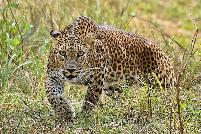 Yala Mk Safari Tour & Taxi Service - Communication and guide quality