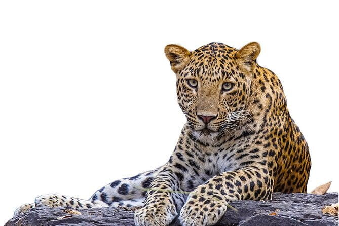 Yala Mk Safari Tour & Taxi Service - What happens at the Yala entrance