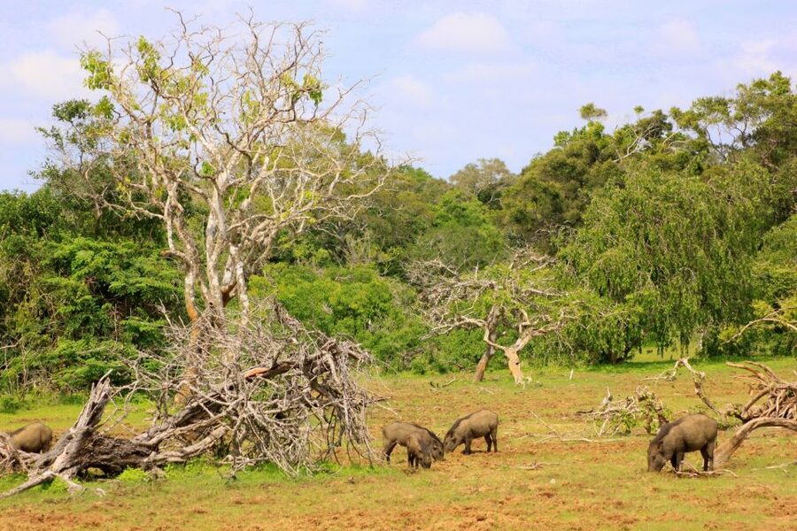 Yala: Morning or Afternoon All-inclusive Private Safari - Practical booking details