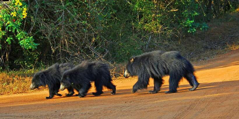 Yala: Morning or Afternoon All-inclusive Private Safari - Why Yala is worth your time