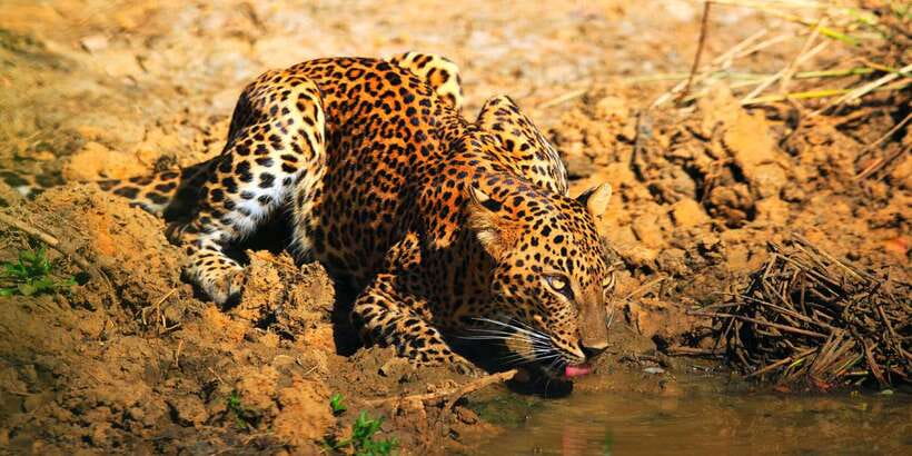 Yala: Morning or Afternoon All-inclusive Private Safari - Getting into the customized safari jeep