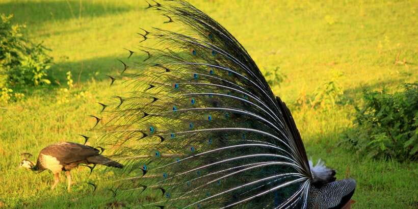 Yala: Morning or Afternoon All-inclusive Private Safari - Three hours searching for wildlife in Yala