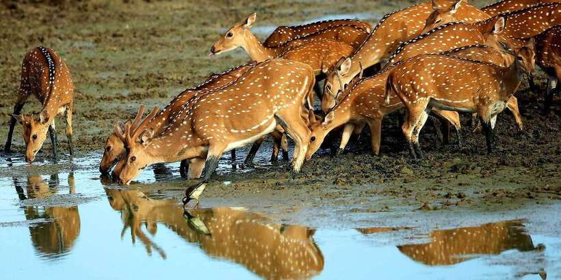 Yala: Morning or Afternoon All-inclusive Private Safari - The leopard search