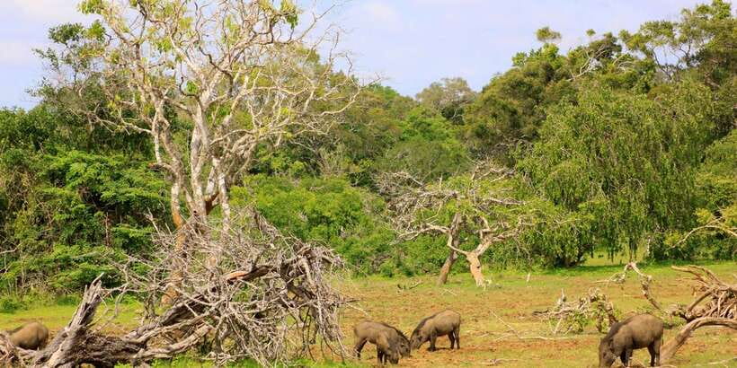 Yala: Morning or Afternoon All-inclusive Private Safari - Afternoon timing and rainy-weather reality