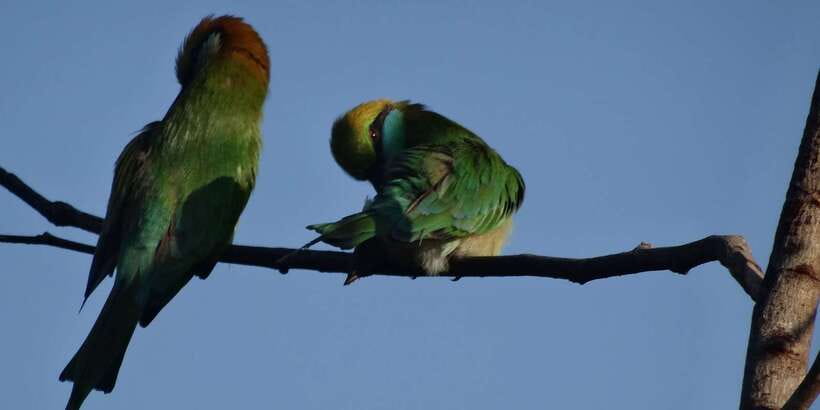 Yala: Morning or Afternoon All-inclusive Private Safari - Snacks, water, and the $90 price