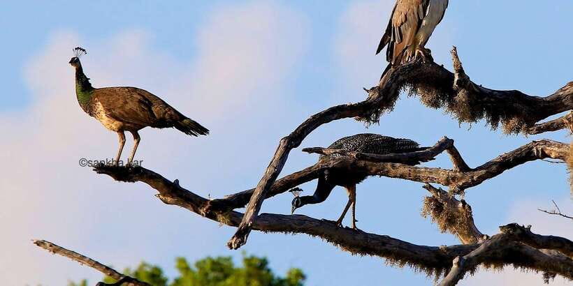 Yala: Morning or Afternoon All-inclusive Private Safari - Who will enjoy this safari most
