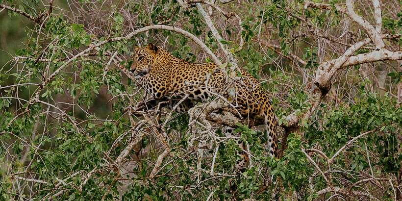 Yala: Morning or Afternoon All-inclusive Private Safari - From your hotel to the park gate