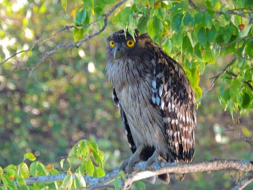 Yala National Park: 7 hour & 12 hour Leopard Safari Tours - The wildlife you may see in Yala