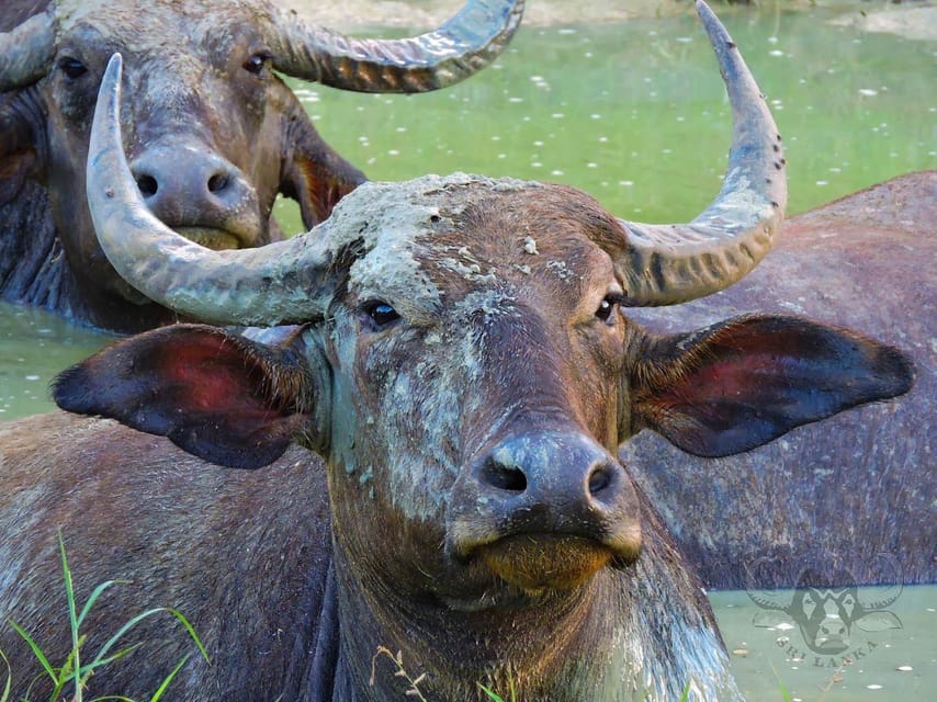 Yala National Park: 7 hour & 12 hour Leopard Safari Tours - The real cost of this Yala safari
