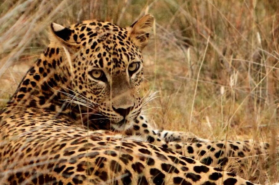 Yala National Park: 7 hours or 12 hours Leopard Wild Safari - Wildlife you could see inside Yala
