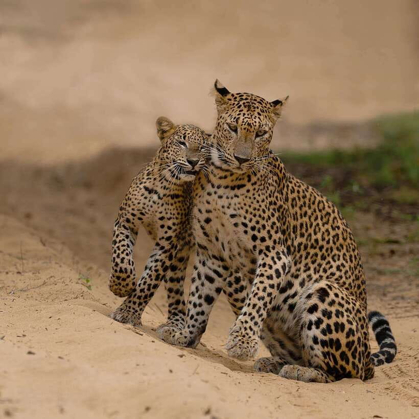 Yala National Park: 7 hours or 12 hours Leopard Wild Safari - Food, water, and the full-day value