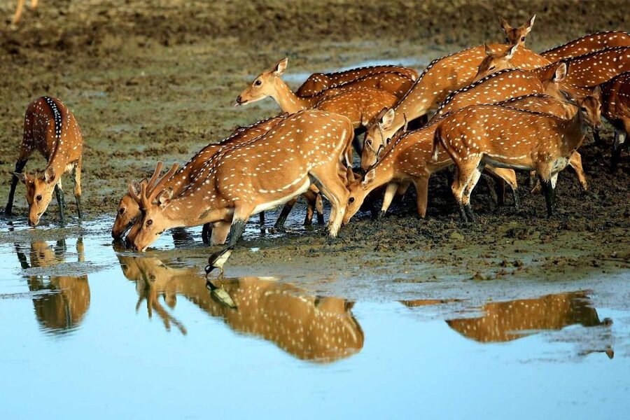 Yala National Park: All Inclusive Full-Day Safari with Lunch - Who will enjoy this Yala safari most
