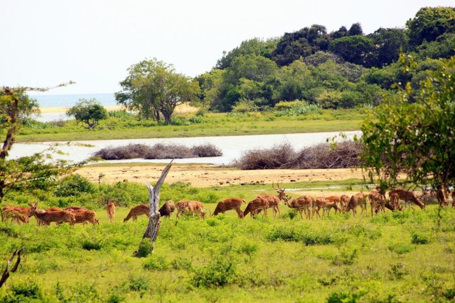 Yala National Park: All Inclusive Full-Day Safari with Lunch - Should you book this full-day Yala experience?