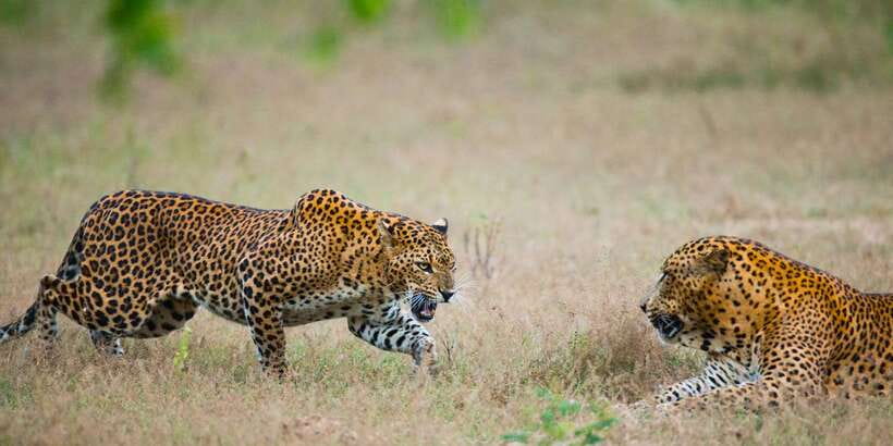 Yala National Park: All Inclusive Full-Day Safari with Lunch - The morning game drive through Yala