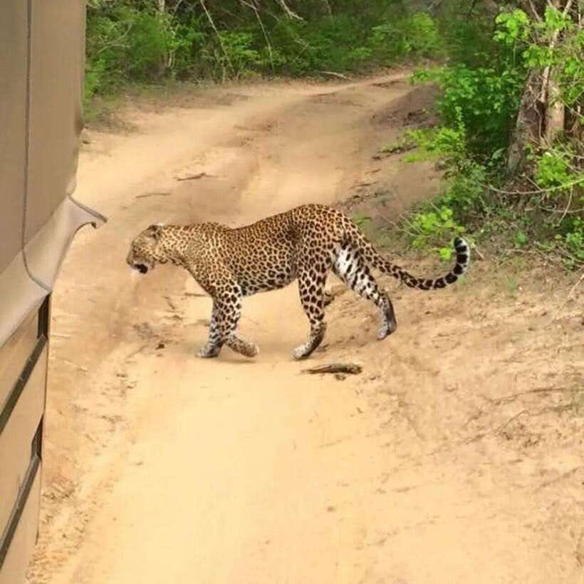 Yala National Park: All Inclusive Private Safari Day Trip - Four hours among Yala’s animals