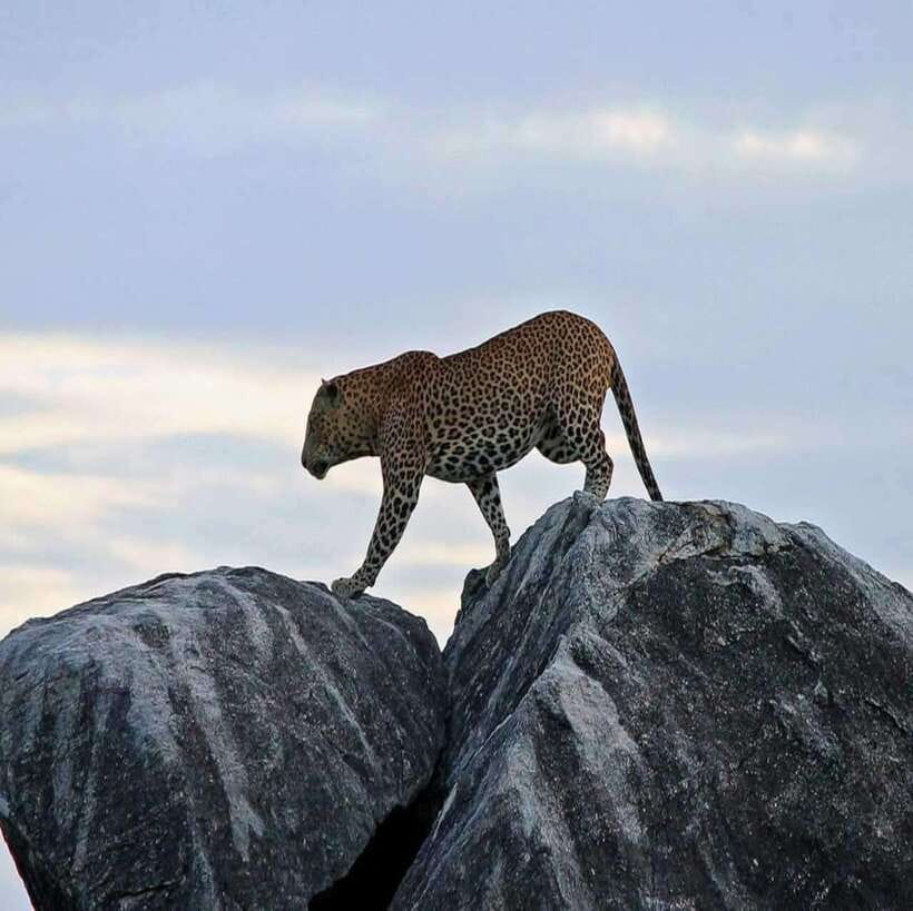 Yala National Park: All Inclusive Private Safari Day Trip - How reliable are the animal sightings?