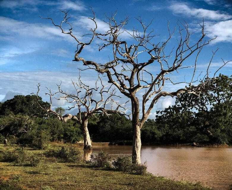 Yala National Park: All Inclusive Private Safari Day Trip - Should you book this Yala safari?