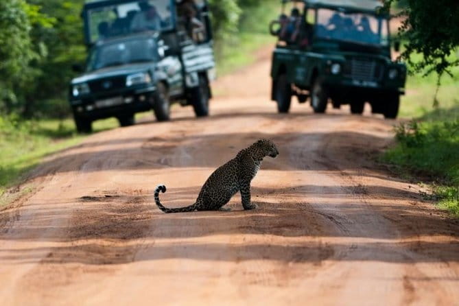 Yala National Park (Day Tour) - Why Yala makes this outing special