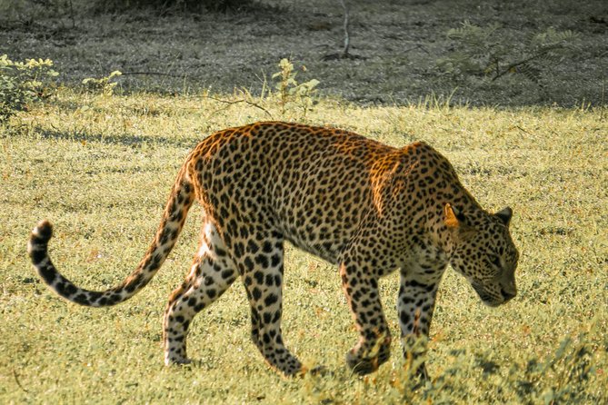 Yala National Park Entrance Ticket with Private Safari - Key points to know before booking
