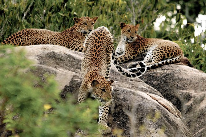Yala National Park Entrance Ticket with Private Safari - What Palatupana adds to the visit