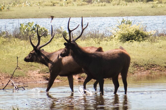 Yala National Park Entrance Ticket with Private Safari - The three-hour wildlife search