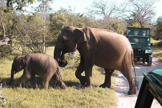 Yala National Park Entrance Ticket with Private Safari - Why the season and timing matter