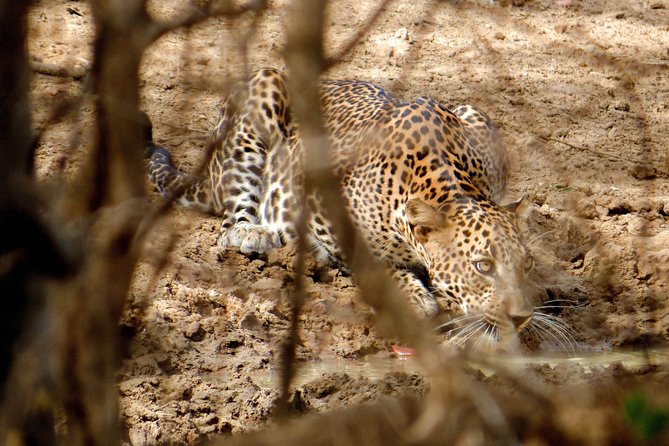 Yala National Park Entrance Ticket with Private Safari - Is $47 a fair price?