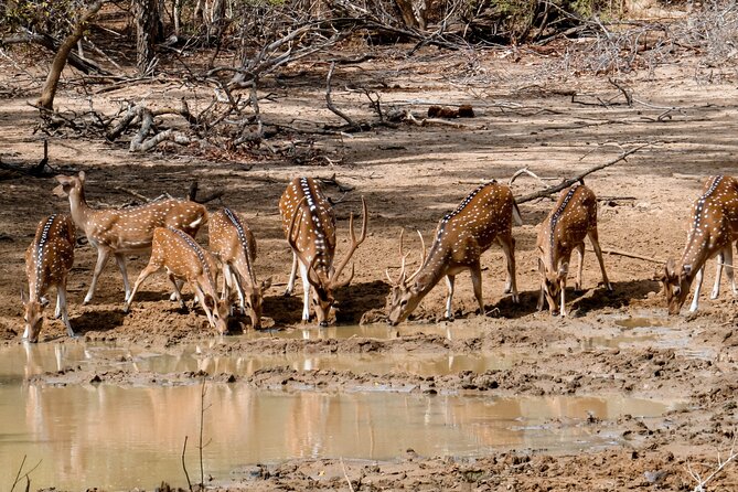 Yala National Park Entrance Ticket with Private Safari - Inside the open-sided Jeep