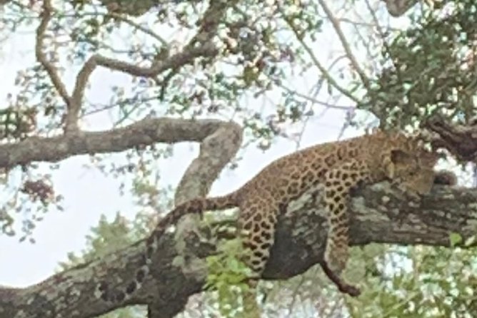 Yala National Park Full-Day Jeep Safari with Lunch - Leaving Colombo in a private air-conditioned car