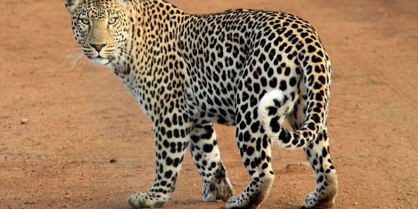 Yala National Park : Full Day Safari(04:30-18:00) - Should You Book It?