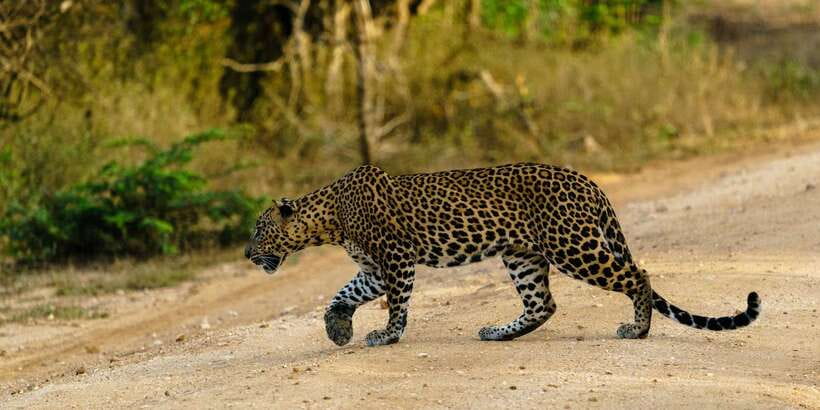 Yala National Park : Full Day Safari(04:30-18:00) - A Twelve-Hour Route Through Yala