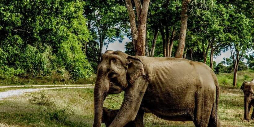 Yala National Park : Full Day Safari(04:30-18:00) - The Guide Can Make or Break the Day