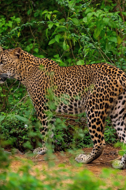 Yala National Park : Full Day Safari(04:30-18:00) - Booking Details Worth Confirming