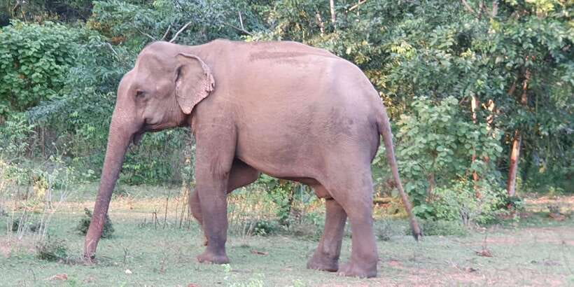 Yala National Park : Full Day Safari(04:30-18:00) - The Safari Jeep and Seating Arrangement
