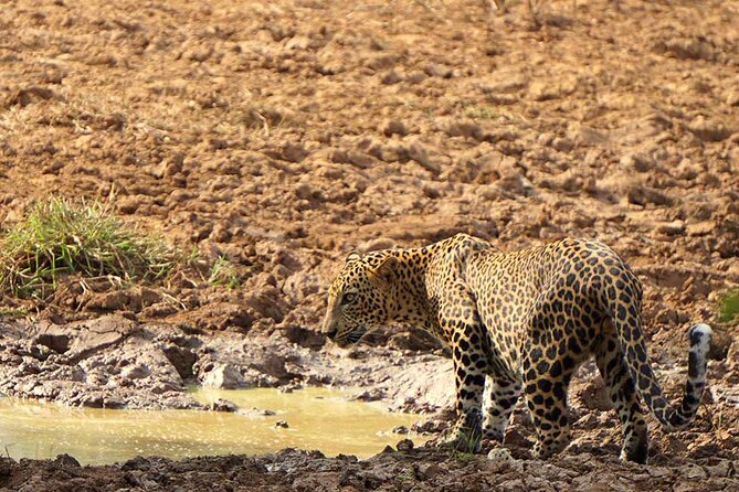 Yala National Park - Full Day Safari (04:30 am - 06:00 pm) - Key points to know before booking