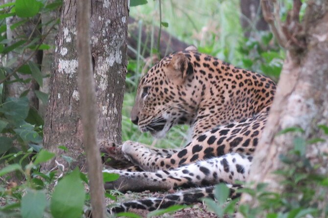 Yala National Park - Full Day Safari (04:30 am - 06:00 pm) - The 4:30 am start and park entrance