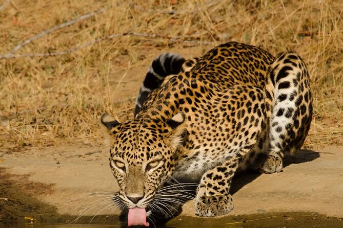 Yala National Park - Full Day Safari (04:30 am - 06:00 pm) - Elephants, birds, and the rest of the wildlife