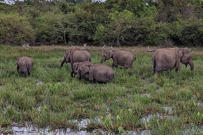 Yala National Park - Full Day Safari (04:30 am - 06:00 pm) - Breakfast and lunch in the bush