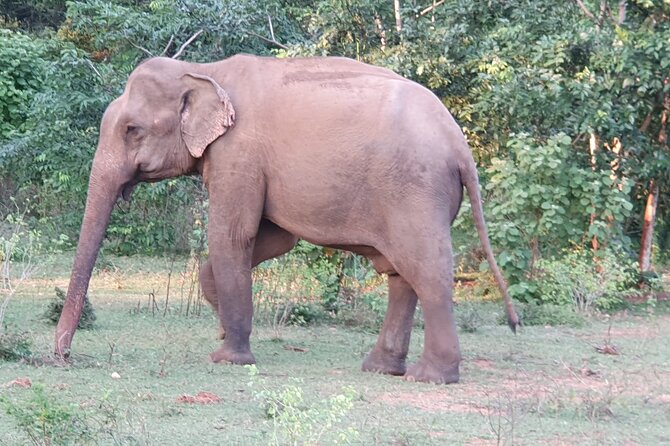 Yala National Park - Full Day Safari (04:30 am - 06:00 pm) - How the $99 price measures up