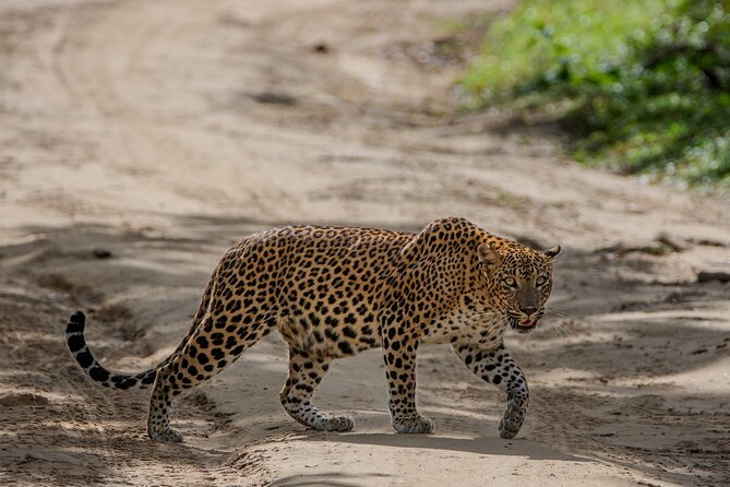 Yala National Park - Full Day Safari (04:30 am - 06:00 pm) - Who will enjoy this safari most