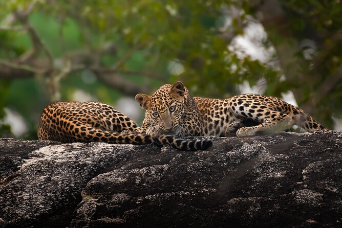 Yala National Park Full Day Safari Tour - A 4:30 am start for Yala’s best wildlife hours