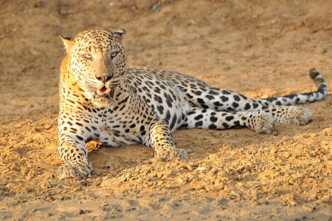 Yala National Park Full Day Safari Tour - A full day made easier by included food and drinks