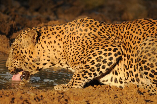 Yala National Park Full Day Safari Tour - The 4x4 vehicles and six-person limit