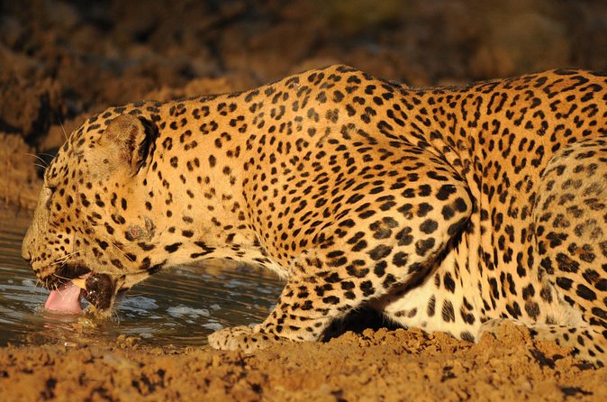 Yala National Park Full Day Safari Tour - Who will get the most from this safari