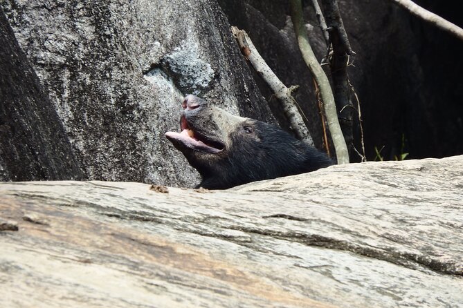 Yala National Park Full Day Safari Tour - Price, cancellation, and practical value