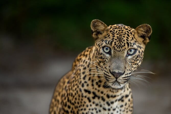Yala National Park Guided Safaris - Key points to know before booking