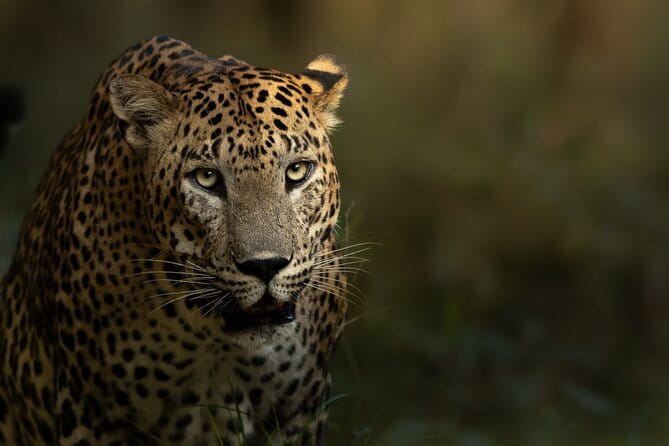 Yala National Park Guided Safaris - A 6 am start at Yala’s main entrance