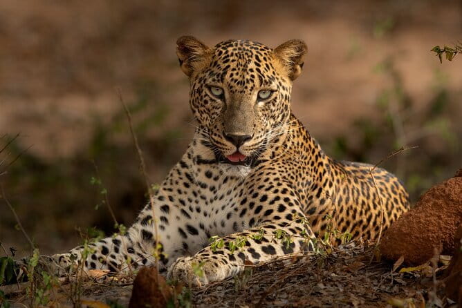 Yala National Park Guided Safaris - Why the photographer and naturalist team matters