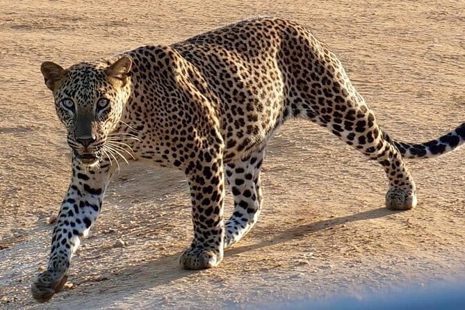Yala National Park Guided Safaris - The private format and its real value